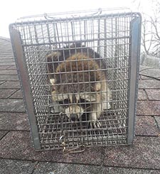 raccoon trapping Franklin