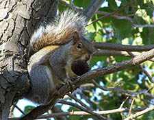 squirrels in attic Franklin